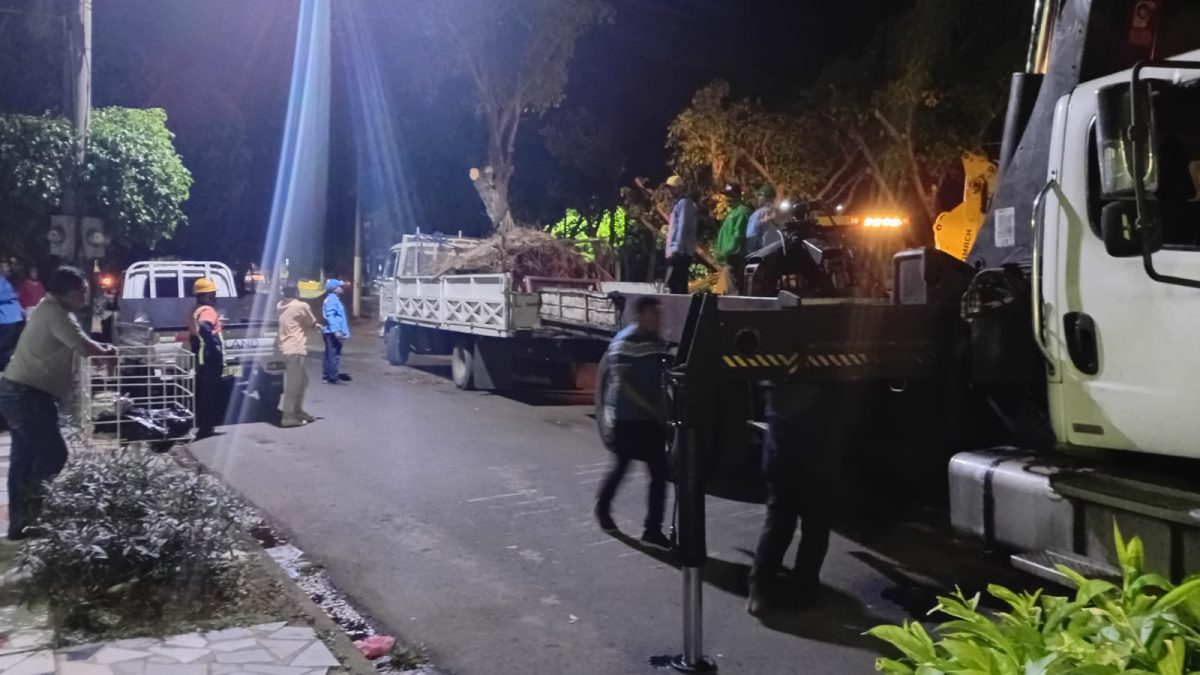 Árboles de laurel de la India podados por brigadas de la Alcaldía de Managua. Foto: Cortesía
