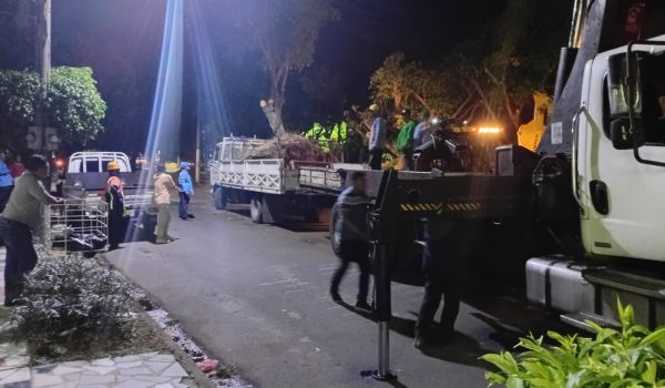 Árboles de laurel de la India podados por brigadas de la Alcaldía de Managua. Foto: Cortesía