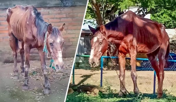 Khalifa, el caballo que salvó su vida y comenzó a cambiar otras