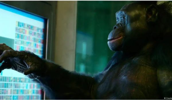 Estudio: Los simios, como los humanos, tienen imaginación y saben fingir