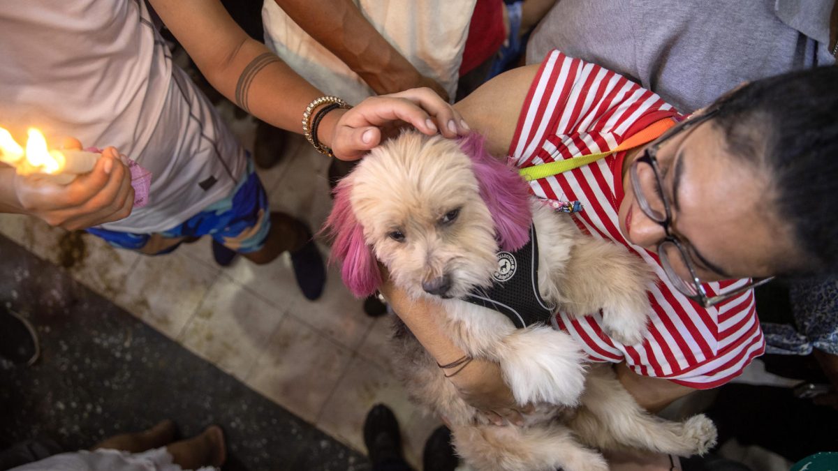 Una persona carga a su perro disfrazado durante una misa este domingo, en Masaya (Nicaragua). EFE/ STR