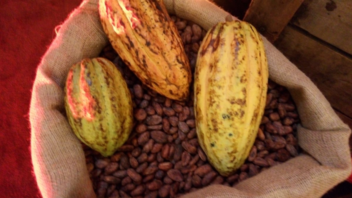 cacao Nicaragua