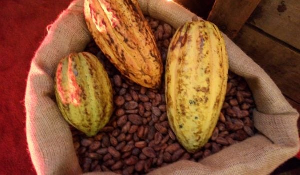 cacao Nicaragua