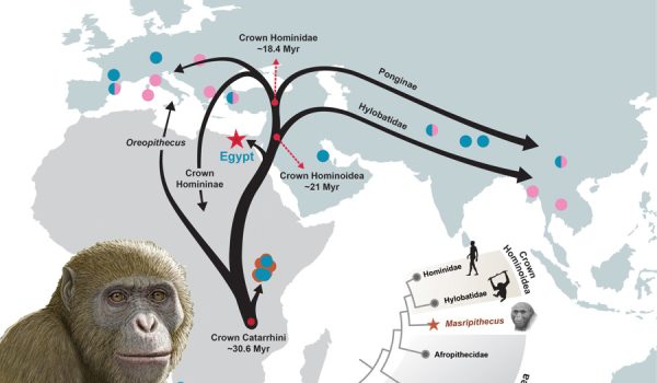 El fósil de una nueva especie de simio en Egipto redefine el origen de los simios modernos