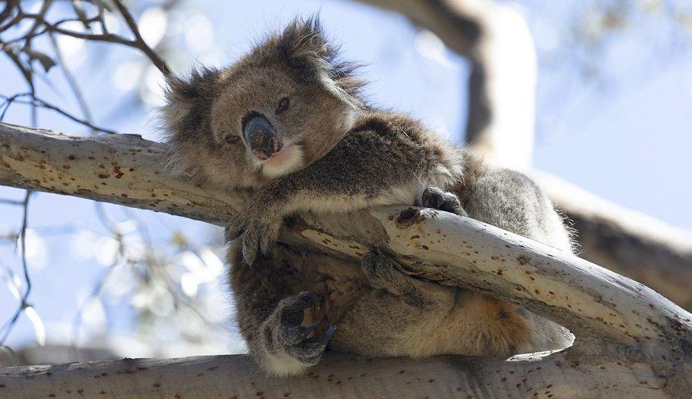 En algunas poblaciones en la Australia continental, hasta el 88% de koalas sufren de clamidia.