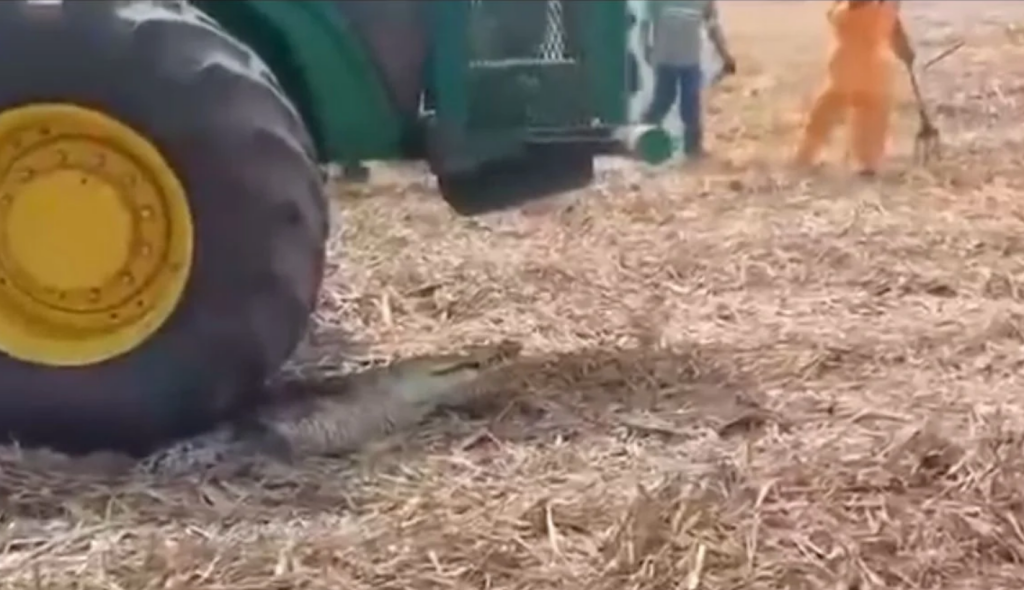 Cocodrilo aplastado por tractor en cañales de Chinandega. 