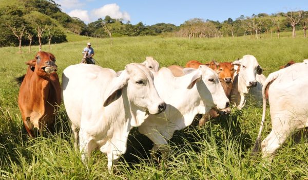 ganadería en Nicaragua