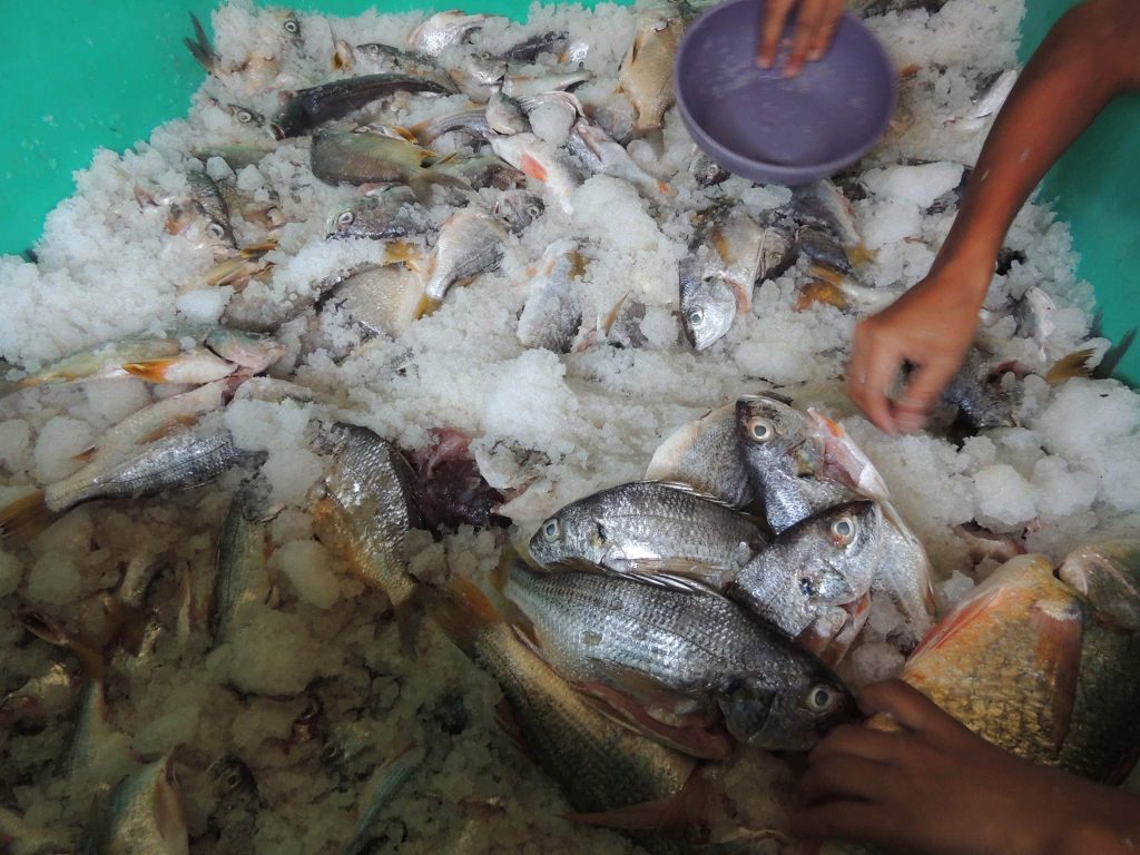 Marisco destinado a la Feria Gastronómica del Mar, Corinto, 2026
