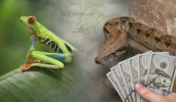 La fauna silvestre es un negocio en Nicaragua. Foto: LA PRENSA