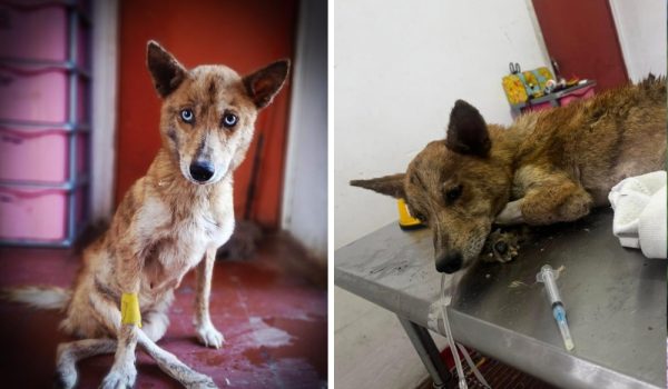 La perrita fue encontrada en la entrada de Catarina en estado crítico, ahora presenta mejoría. Foto: Veterinaria Pets House/Emily Mendoza