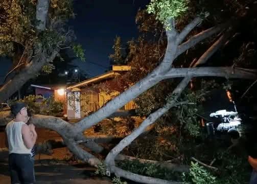 La caída de un árbol causa daños materiales en el negocio Antojos La Danny, propiedad del tiktoker Danny Salazar. Foto: Captura video Canal 8.
