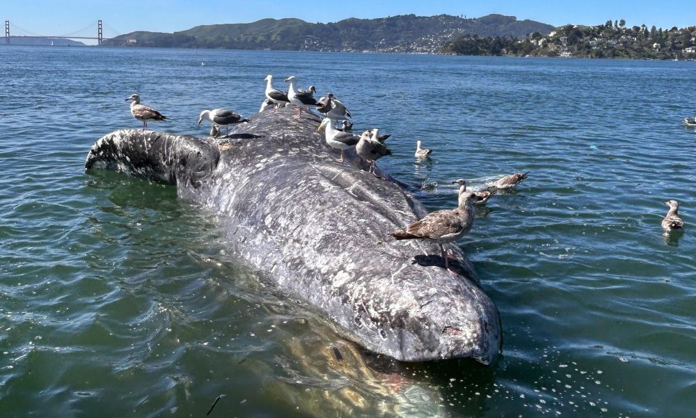 Kathi George / The Marine Mammal Center En marzo, el cadáver de una ballena gris hembra adulta apareció flotando en la bahía de San Francisco, en California.