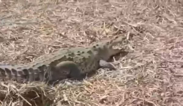 El reptil fue encontrado en un cañaveral en Chichigalpa, Chinandega. Captura de pantalla
