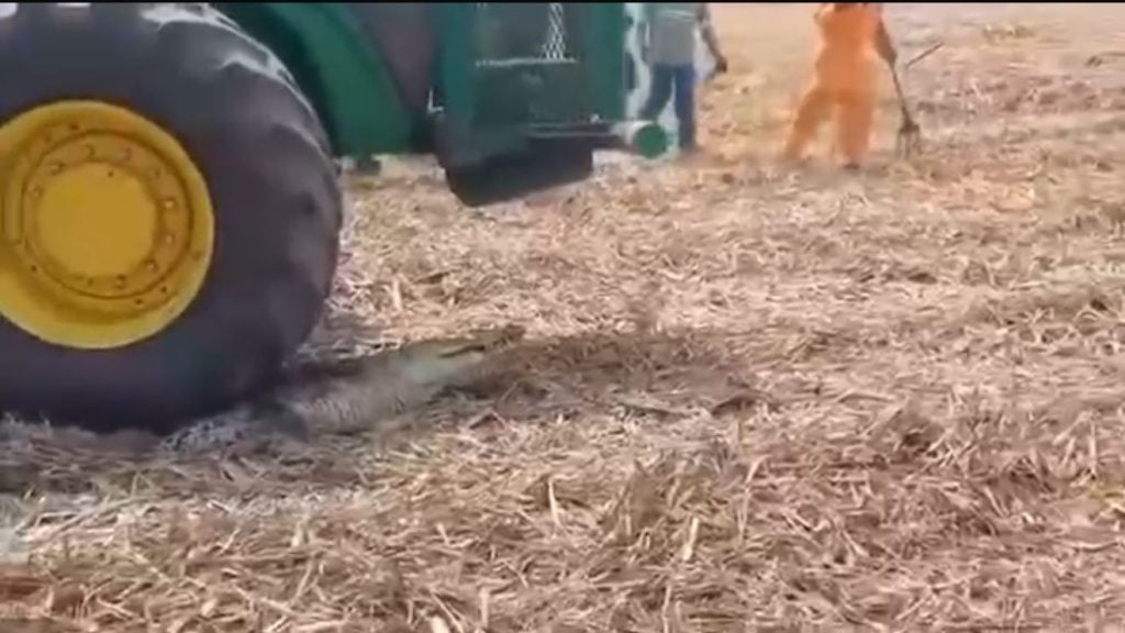 Maquinaria sobre el reptil en Chinandega. Foto: Captura de video
