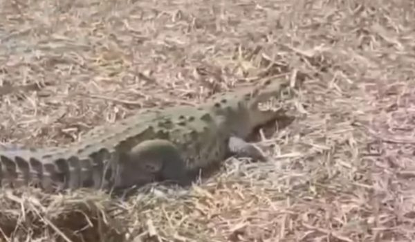 Tres trabajadores del Ingenio San Antonio detenidos por matar a cocodrilo en cañal de Chinandega