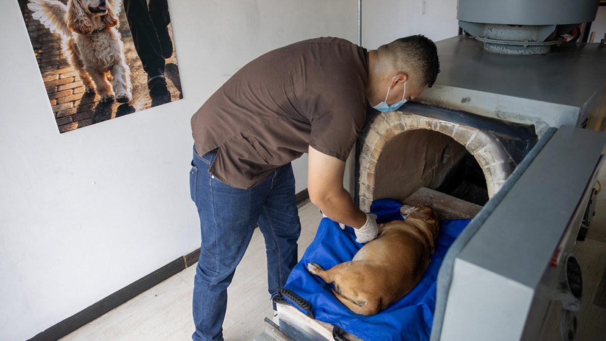 Michael Lee Morales acomoda el cuerpo de una mascota este martes, en el centro de cremación Pethelios en Managua (Nicaragua). EFE/ STR