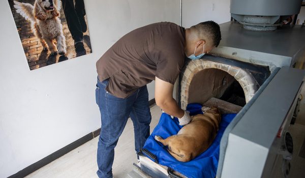 Michael Lee Morales acomoda el cuerpo de una mascota este martes, en el centro de cremación Pethelios en Managua (Nicaragua). EFE/ STR