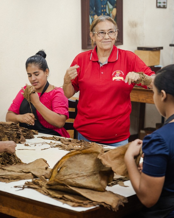 Trabajando la hoja de tabaco en la empresa de Karen Berger. LA PRENSA/ CORTESÍA