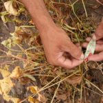 Sequía en Nicaragua: El Niño amenaza siembra de postrera y FAO advierte posible hambruna