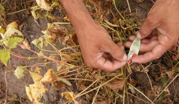 La sequía daña los cultivos
