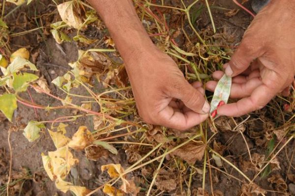 La sequía daña los cultivos