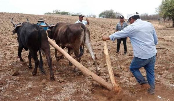 producción agrícola