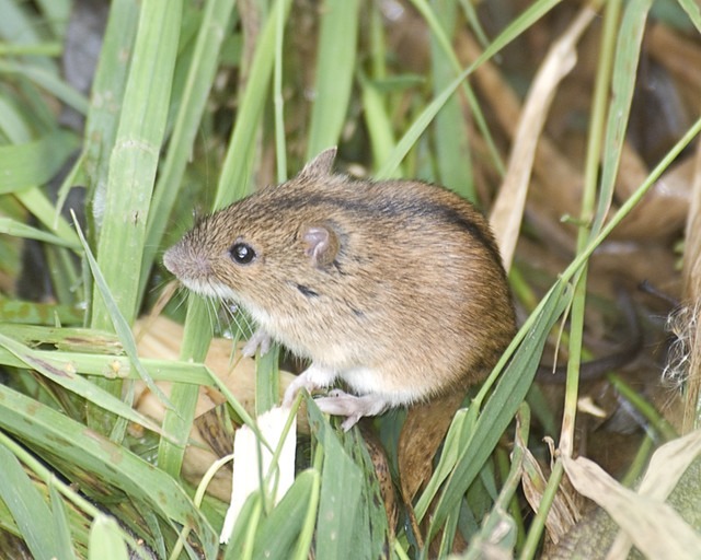 Los hantavirus viven de forma natural en roedores, sin enfermarlos.