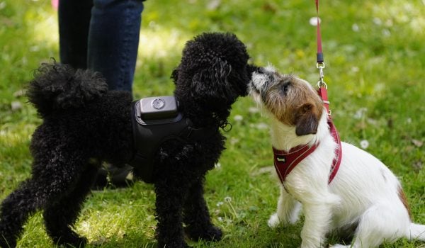 Una aplicación española monitoriza la salud de los perros para prevenir enfermedades