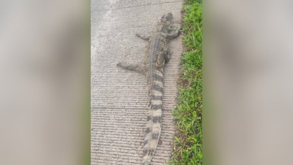 Cocodrilo aplastado por camión de la empresa MECO en el cruce Las Lapas en la Carretera El Rama-Kukra Hill. FOTO: CORTESÍA/LAPRENSA