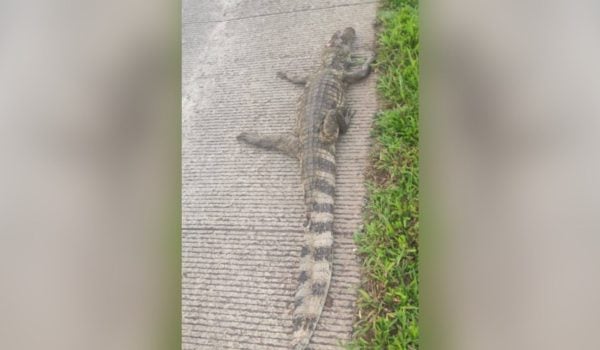 Cocodrilo aplastado por camión de la empresa MECO en el cruce Las Lapas en la Carretera El Rama-Kukra Hill. FOTO: CORTESÍA/LAPRENSA