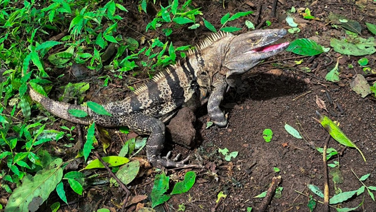 Marena llama a respetar las vedas de garrobos e iguanas. Foto: Tomada del Marena.