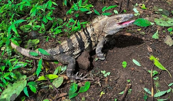 Marena llama a respetar las vedas de garrobos e iguanas. Foto: Tomada del Marena.