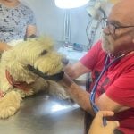 Cuerpo del médico veterinario Enrique Rimbaud «no está en abandono»