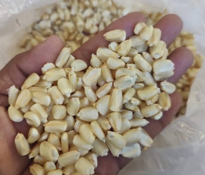 El precio del maíz se ha duplicado en los últimos seis años en Nicaragua