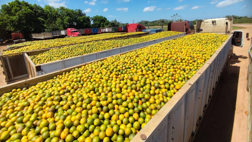 Producción de naranjas en Río San Juan, Nicaragua.
