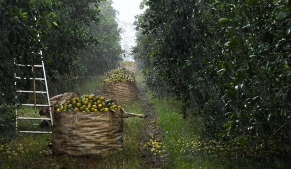TicoFrut, contraparte de Frutan en Río San Juan, despide a trabajadores por supuesto ataque de plaga a naranjales