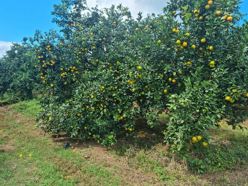 Plantaciones de naranjas
