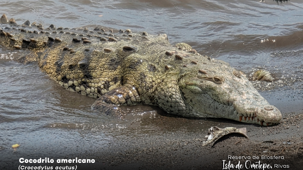 Cocodrilo americano en la Isla de Ometepe. Tomado del Marena