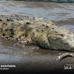 Marena confirma presencia de cocodrilo americano en Isla de Ometepe