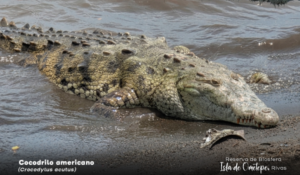 Cocodrilo americano en la Isla de Ometepe. Tomado del Marena