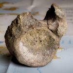 Encuentran olvidado en un cajón el primer hueso de un dinosaurio que habitaba en una Antártida cubierta de frondosos bosques