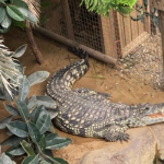 El caso del niño de 3 años que acabó en el foso de los cocodrilos de un zoológico de Reino Unido