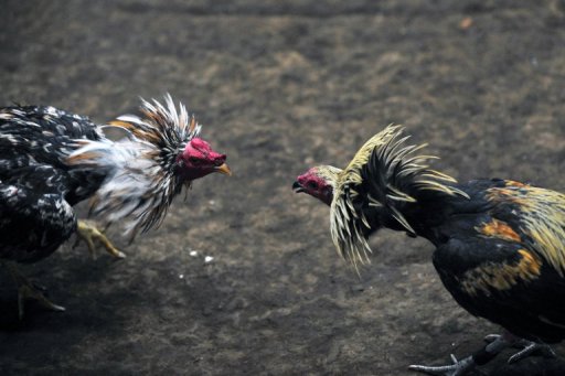 En Nicaragua las peleas de gallo son legales y justificadas con el argumento de tradición y cultura.