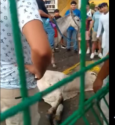 Mujeres abogaban desde una reja para que un grupo de hombres
no continuaran lastimando a un toro en Masatepe