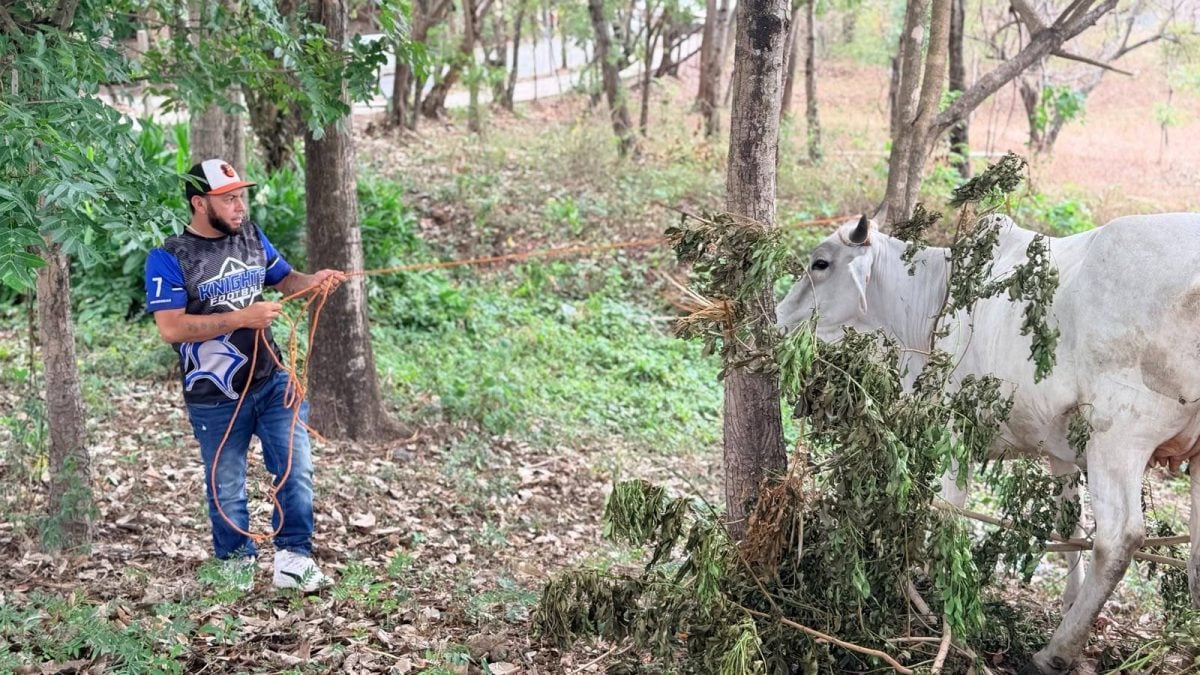 Dueños de ganado que ande suelto serán multados con 5 mil córdobas por cabeza de ganado. Foto: Tomada de la Alcaldía de Estelí.