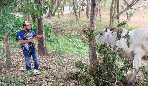 Dueños de ganado que ande suelto serán multados con 5 mil córdobas por cabeza de ganado. Foto: Tomada de la Alcaldía de Estelí.