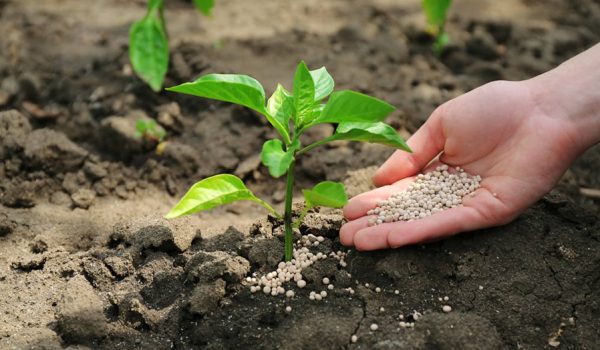 Ante la amenaza de El Niño, en Nicaragua se elevó la importación de fertilizantes
