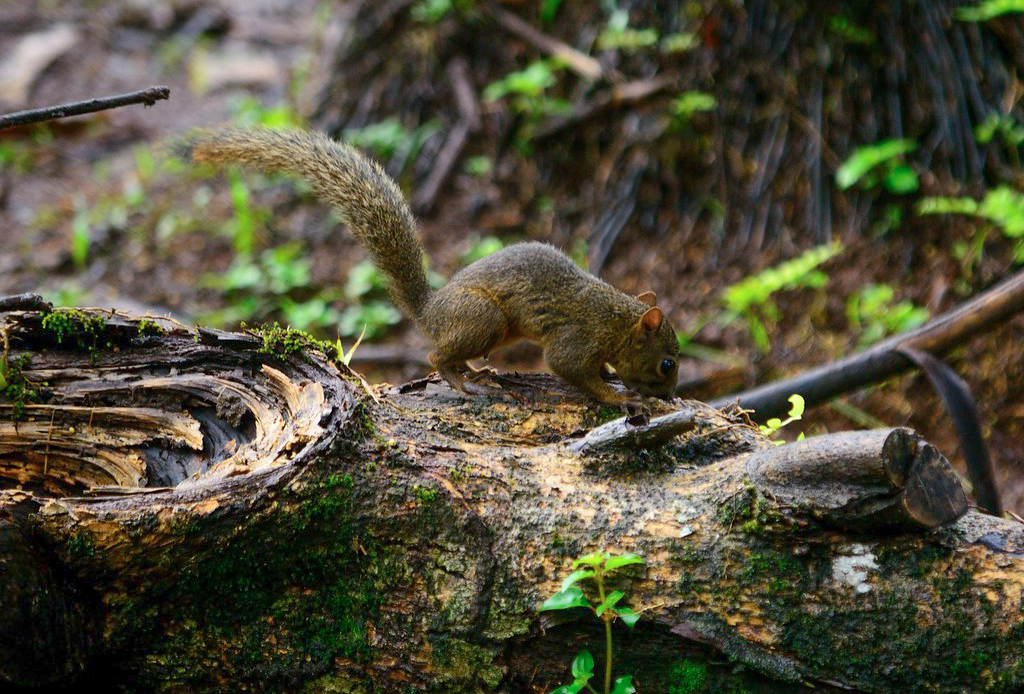 La ardilla de Richmond (Sciurus richmondi) es una pequeña ardilla arborícola endémica de Nicaragua. Conocida localmente como "ardilla del Rama", se caracteriza por tener un dorso marrón, vientre anaranjado y una cola con pelos claros y rayados. LA PRENSA/CORTESÍA/ YURI AGUERRI