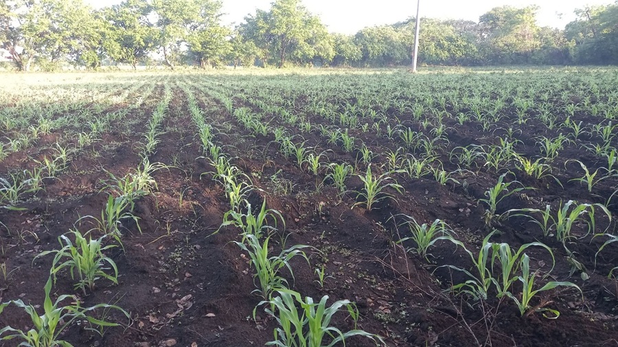 En Chinandega las plantas de maíz no crecieron por la sequía.