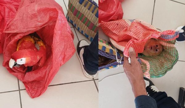 Marena decomisa 13 animales silvestres en terminal de buses de Estelí